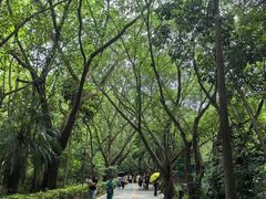 -广东茂名森林公园