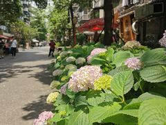 -泡桐树街