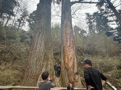-天目山大树王景区