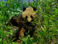 -陕西自然博物馆