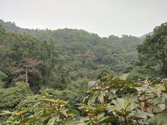 -广州市帽峰山景区
