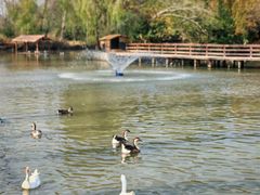 -溱湖国家湿地公园