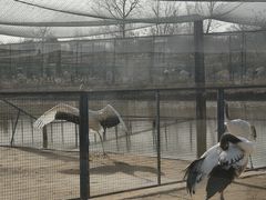 -盐城丹顶鹤湿地生态旅游区