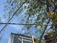 -喵屿·大理花园猫咖