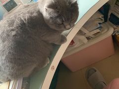 -瑞派·关忠动物医院·猫专科·犬专科(三环新城店)