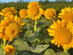 -春花秋色城市公园