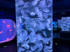 -芜湖新华联大白鲸海洋公园