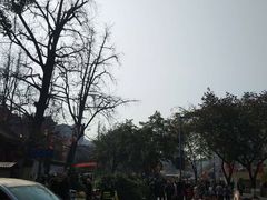 -泡桐树街