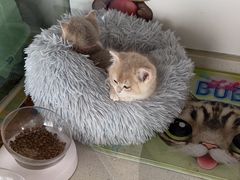 -糯米喵星人总部直营旗舰店·猫舍·幼猫出售