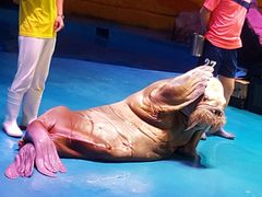 -烟台海昌鲸鲨海洋公园