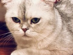 -飞行喵MR PILOT|猫舍·猫咖(静安大融城店)