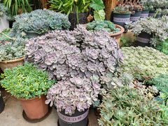 -山菌美食苑(振兴路店)