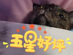-艾贝尔宠物诊疗