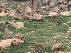 -石家庄市动物园