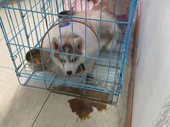 -萌兽医馆·眼科·异宠专科(三里屯店)