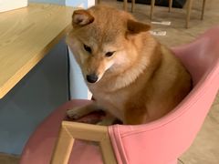 -汪说·狗咖(旺城大厦店)