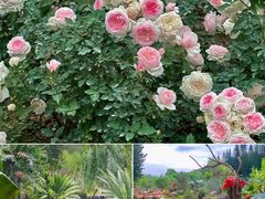 -深圳市中科院仙湖植物园
