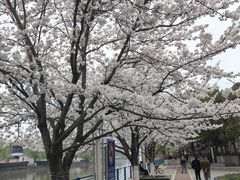 -高东镇樱花园