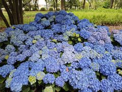 -上海鲜花港