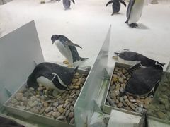 -大连圣亚海洋世界