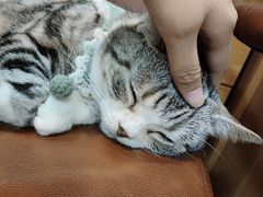 -MOCHA明星猫咖(田子坊店)