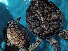 -泉城欧乐堡海洋极地世界