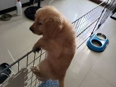 -宠福鑫康馨动物医院·骨科·眼科