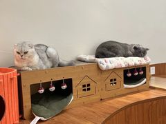 -有猫主题·治愈系猫咖(曾厝垵店)