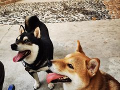 -柴犬高等学院·狗咖·柴犬售卖·宠物训练