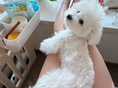 -翊宠yipet猫狗购宠庄园犬舍•猫舍