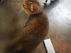 -喵屿·大理花园猫咖