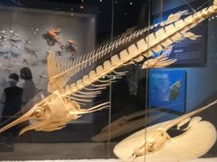 -贝林大翅鲸简餐厅(国家海洋博物馆店)