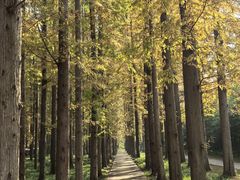 -黄海国家森林公园