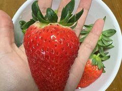 -尚田草莓姑娘白草莓采摘基地