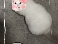 -瑞鹏宠物医院·骨科·猫科·内科(第一中心)