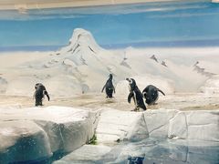 -上海海洋水族馆