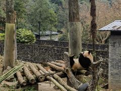 -都江堰中华大熊猫苑
