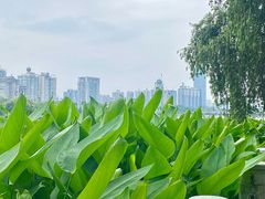 -南宁南湖公园