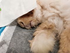 -爱诺耐芙动物医院(万博店)