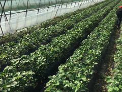 -尚田草莓姑娘白草莓采摘基地