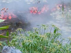 -深圳国际园林花卉博览园