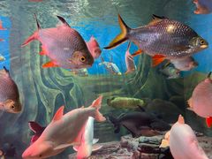 -上海海洋水族馆