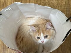 -伟伟宠物医院·瑞派猫友好医院·猫科(光谷店)