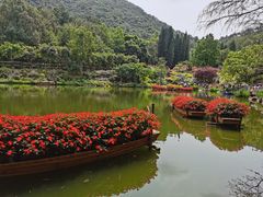 -深圳仙湖植物园