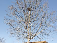 -大兴滨河森林公园