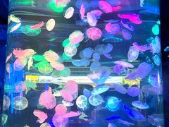 -合肥海洋世界