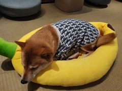 -逗柴咖啡屋·狗咖猫咖宠物桌游