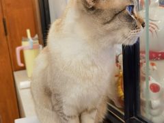 -共舞时光猫咖·狗咖(新街口店)