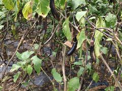 -前小桔亲子创意农场·草莓采摘·露营烧烤