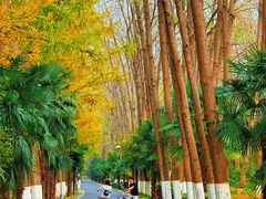 -合肥滨湖国家森林公园